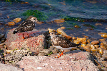 litle waterfowl in its natural habitat, Ruddy Turnstone, Arenaria interpres	