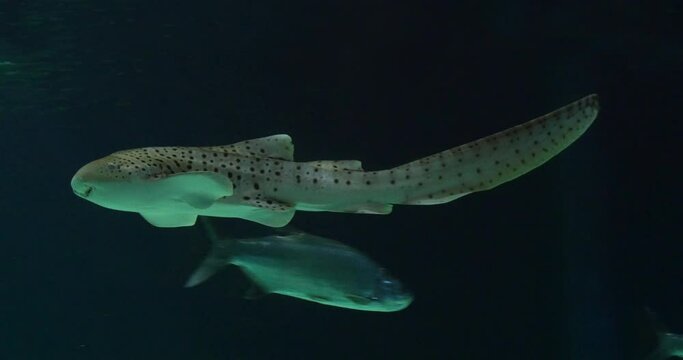 Leopard Shark, stegostoma fasciatum, Adult Swimming, Real Time 4K