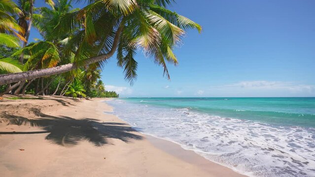 A beautiful tropical beach on an island in the Dominican Republic with coconut trees and a blue sky in the background. Sunny day on the picturesque Caribbean coast. Paradise Palm Island.