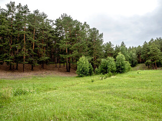 green clean large forest clearing in summer