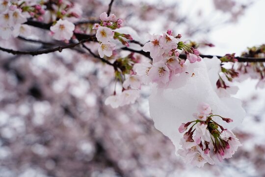 桜、花、春、日本、雪、ピンク、白、木、植物、川、公園、日本、景色、3月、4月、cherryblossom、綺麗、snow、花と雪、桜と雪、さくら、サクラ、sakura、japan、幻想的、雪景色、珍しい、冷たい、花びら、氷、積もる、背景、満開、桜満開、積雪、樹木、枝、桜の枝、