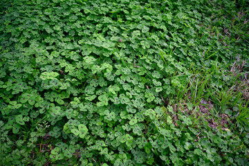 Fototapeta na wymiar Patch of green clover