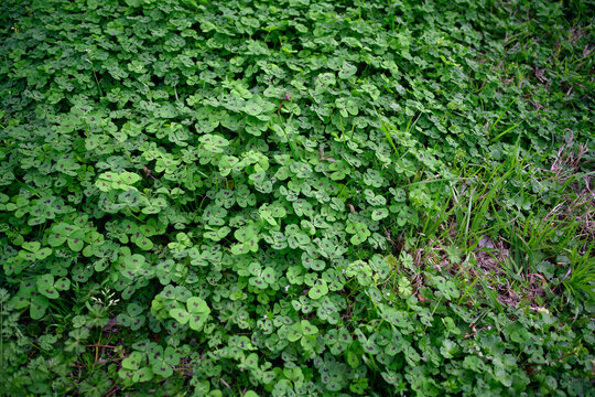Patch of green clover