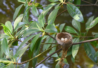 bird 's nest  with two eggs inside on branch of tree . Malaysian pied fantail 'nest with two eggs ....