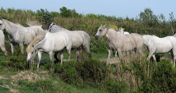Camargue Horse, Herd standing in Swamp, Saintes Marie de la Mer in Camargue, in the South of France, Real Time 4K