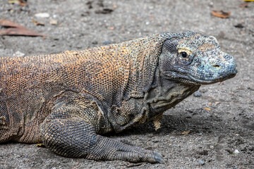 The closeup image of Komodo dragon. 
it is also known as the Komodo monitor, a species of lizard found in the Indonesian islands of Komodo, Rinca, Flores, and Gili Motang.