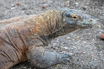 The closeup image of Komodo dragon. 
it is also known as the Komodo monitor, a species of lizard found in the Indonesian islands of Komodo, Rinca, Flores, and Gili Motang.