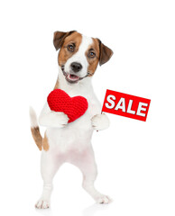 Jack russel terrier puppy holds the red heart and shows signboard with labeled "sale". isolated on white background