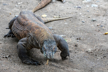 The closeup image of Komodo dragon. 
it is also known as the Komodo monitor, a species of lizard found in the Indonesian islands of Komodo, Rinca, Flores, and Gili Motang.