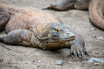 Obraz premium The closeup image of Komodo dragon. it is also known as the Komodo monitor, a species of lizard found in the Indonesian islands of Komodo, Rinca, Flores, and Gili Motang.