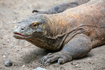 The closeup image of Komodo dragon. 
it is also known as the Komodo monitor, a species of lizard found in the Indonesian islands of Komodo, Rinca, Flores, and Gili Motang.