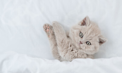 Playful kitten lying under white blanket on a bed at home and looks up. Top down view. Empty space for text