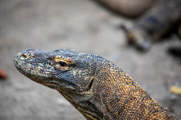 The closeup image of Komodo dragon. 
it is also known as the Komodo monitor, a species of lizard found in the Indonesian islands of Komodo, Rinca, Flores, and Gili Motang.
