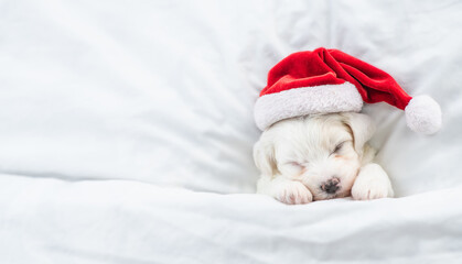 Cute Bichon Frise puppy wearing red santa hat sleeps under white blanket at home. Top down view....