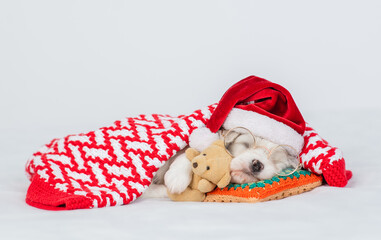 Funny tiny bichon frise puppy wearing eyeglasses santa hat lying under plaid and hugging toy bear