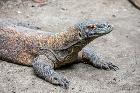 The closeup image of Komodo dragon. 
it is also known as the Komodo monitor, a species of lizard found in the Indonesian islands of Komodo, Rinca, Flores, and Gili Motang.