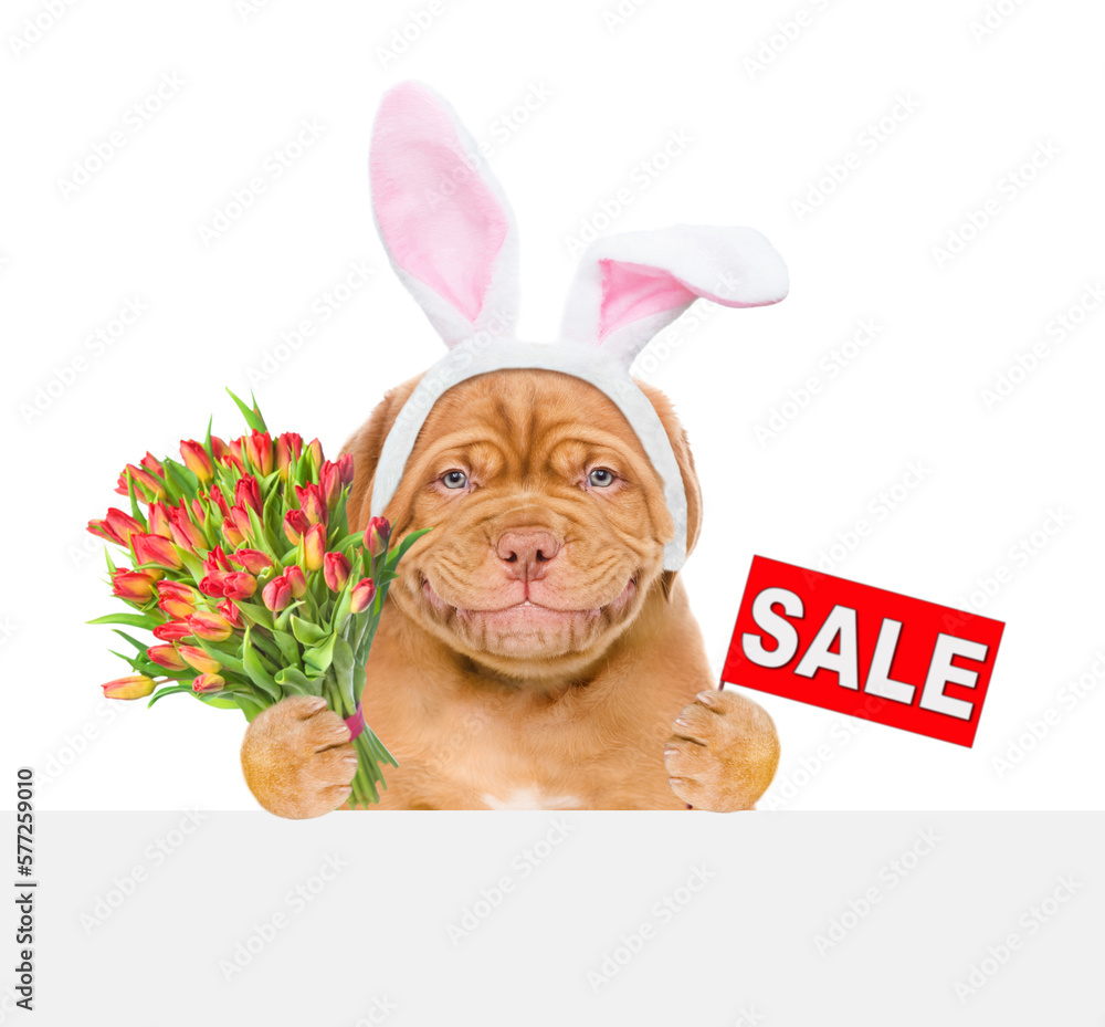Poster smiling puppy wearing easter rabbits ears looks from behind empty white banner and shows signboard w
