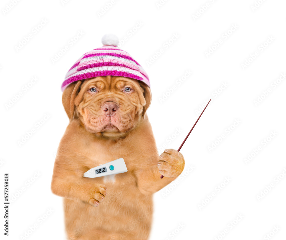 Poster unhappy sick puppy wearing warm hat holds thermometer and points away on empty space. isolated on wh