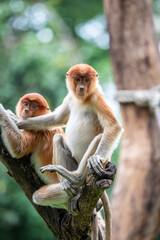 The juvenile proboscis monkey stands on the branch. 
It is a reddish-brown arboreal Old World monkey with an unusually large nose. It is endemic to the southeast Asian island of Borneo.