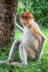 The juvenile proboscis monkey stands on the branch. 
It is a reddish-brown arboreal Old World monkey with an unusually large nose. It is endemic to the southeast Asian island of Borneo.
