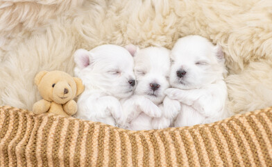 Tiny white lapdog puppies sleep under white blanket on a bed at home with favorite toy bear. Top down view