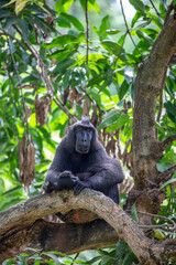 The Celebes crested macaque (Macaca nigra) is an Old World monkey that lives in the Tangkoko reserve in the northeastern tip of the Indonesian island of Sulawesi.