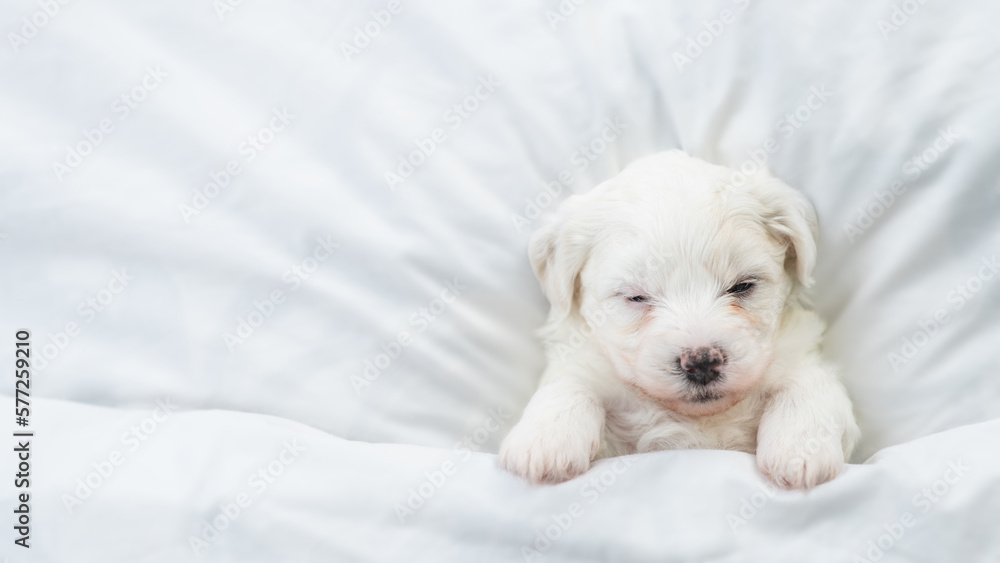 Poster cozy tiny bichon frise puppy sleeps under white blanket on a bed at home. top down view. empty space