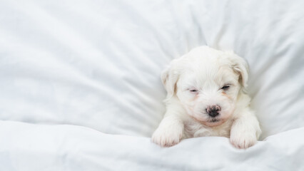 Cozy tiny Bichon Frise puppy sleeps under  white blanket on a bed at home. Top down view. Empty space for text