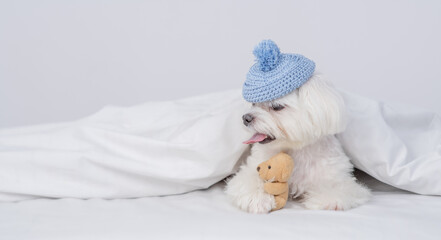 Obraz premium Funny white Maltese puppy wearing warm knitted hat hugs toy bear under white warm blanket on a bed at home and looks away on empty space