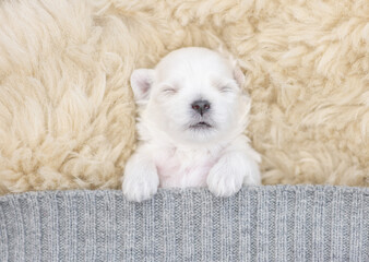 Fototapeta na wymiar Cozy tiny white lapdog puppy sleeps under warm blanket on a bed at home. Top down view