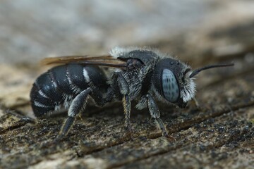 Closeup of a female of the snail-housing, Spined Mason Bee or Osmia spinulosa sitting on wood