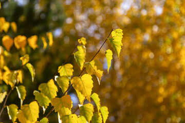 Autumn branches of birches with yellowed foliage on a warm autumn day