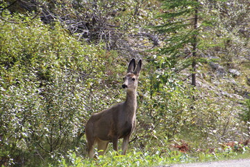 deer in the forest