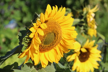 sunflower in the garden