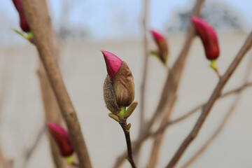 magnolia flower bud