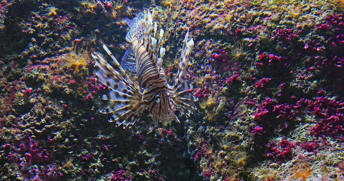 Common Lion Fish, pterois volitans, Venomous Specy, Adult Swimming, Real Time 4K