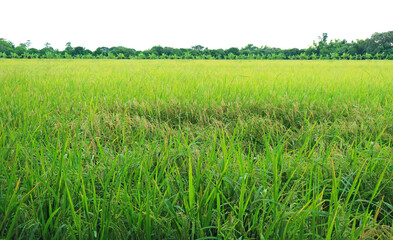 Vivid green paddy field with ripening rice plants nearly harvest