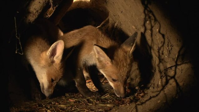Red Fox, vulpes vulpes, Cub standing in Den, Normandy in France, Real Time