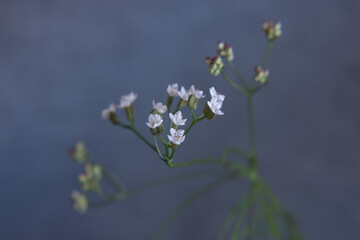 close-up of small white flowers