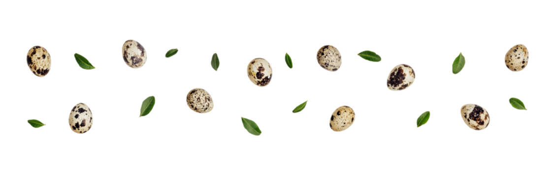 Creative pattern with quail eggs cut out on transparent background. Easter zero waste decor - Powered by Adobe