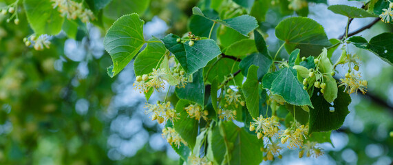 small-leaved lime linden bloom. Pharmacy, apothecary, natural medicine, healing herbal tea.