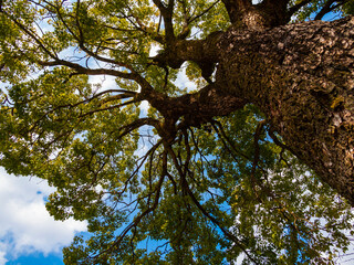 木陰で見上げる