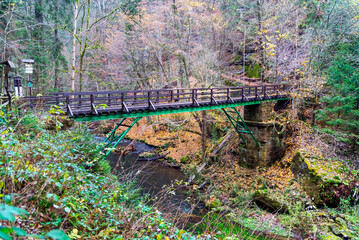 A bridge in the forest. Trees, jungle, bushes, nature.