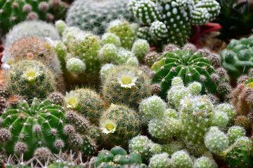 Mixed cactus background in the open cactus farm.