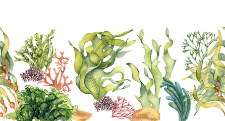 Seamless banner of colorful sea plants watercolor illustration isolated on white. © Ekaterina Lanbina