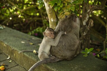 Full body close up of a baby cynomolgus monkey clawing at the back of its mommy, both sitting on a stone wall, the stone wall and trees in the background.