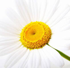  camomile flower isolated on white