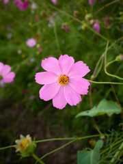 Obraz premium Cosmos flower with blurred background. blooming pink flower.