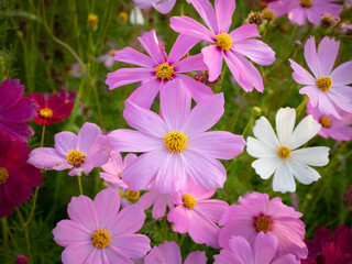 Fototapeta na wymiar Cosmos flower with blurred background. blooming pink flower.