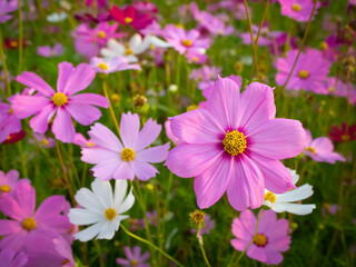 Fototapeta na wymiar Cosmos flower with blurred background. blooming pink flower.